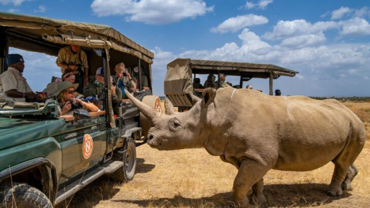 10 Safari Animals Everyone Wants to See and 6 More That Are Secret Fan Favorites