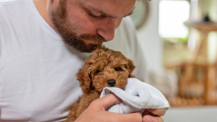 10 Smart Steps to Take Before Adopting a Shelter Dog—and 7 That Make the First Week Easier