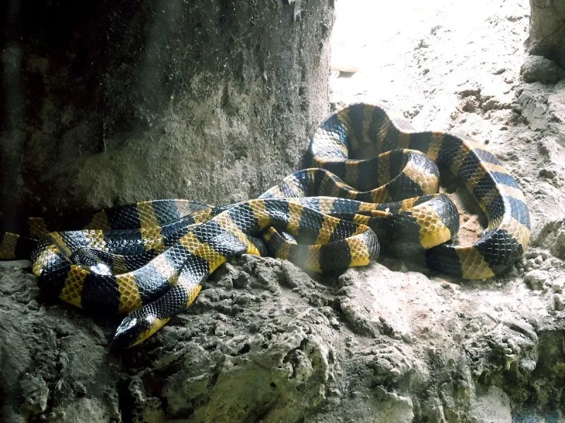 Banded Krait