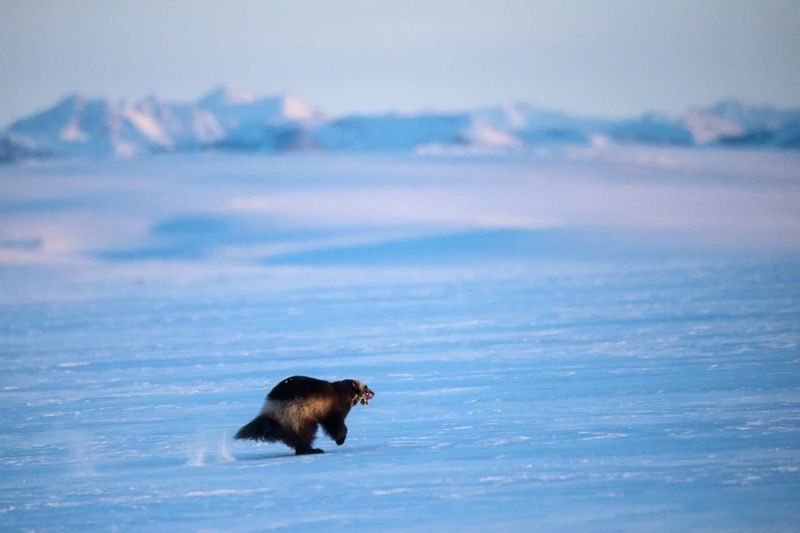 Alaska