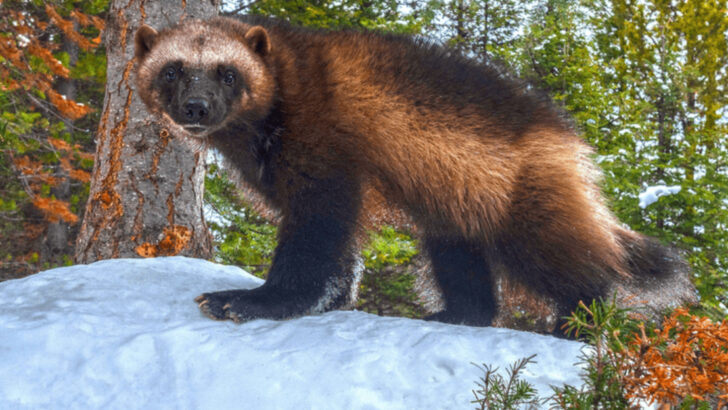 10 States Where Wolverines Still Roam—and the Wild Places They Love Most