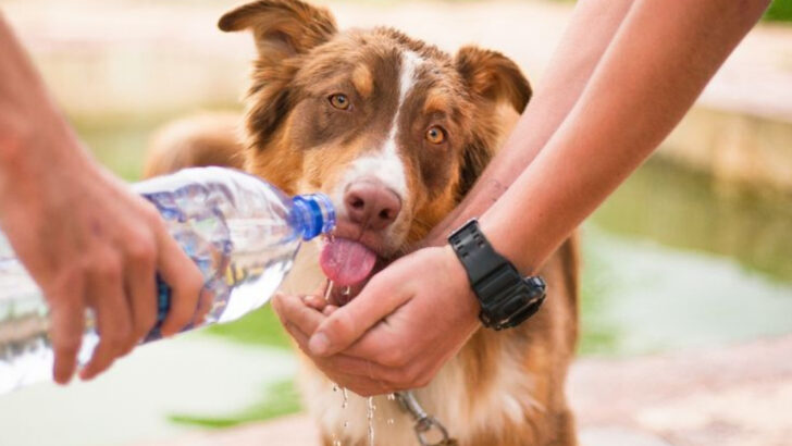10 Summer Dangers for Pets That Most Owners Miss
