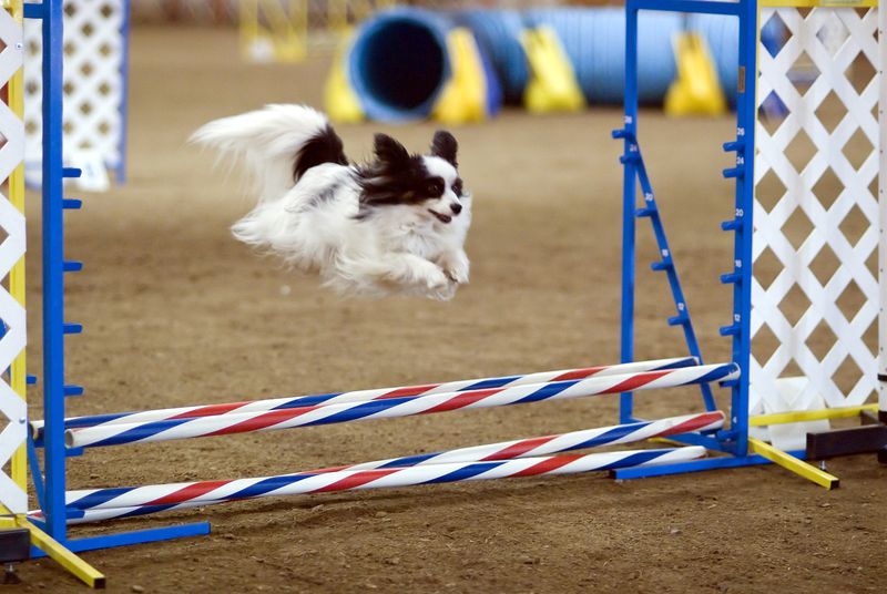 Papillon
