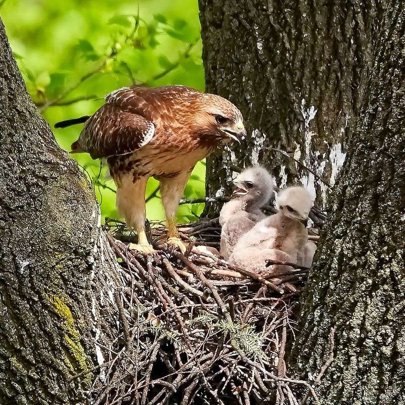Predatory Birds