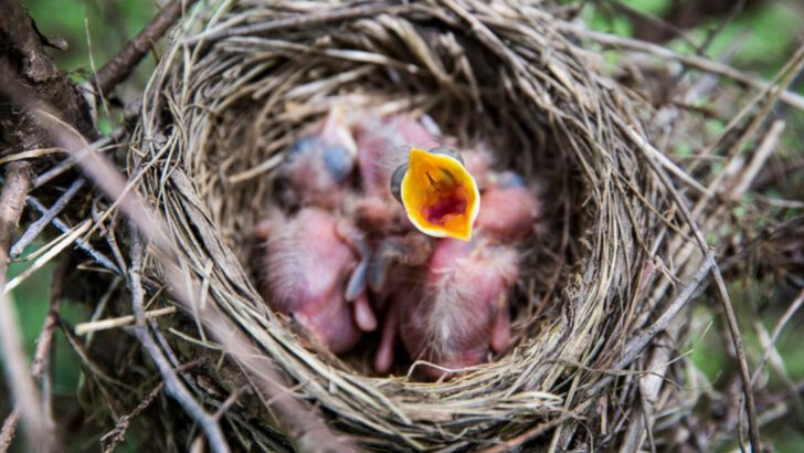 10 Things That Hurt Baby Birds in the Nest and 8 Ways to Keep Them Safe