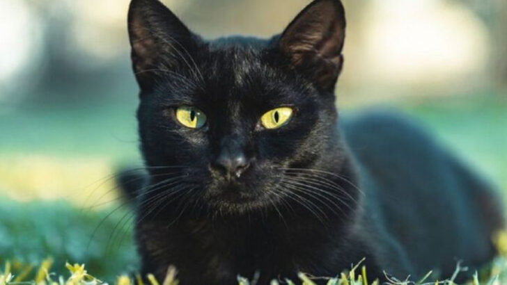 10 Things That Make Black Cats Amazing Pets—And 5 That Just Make Them Look Even Better