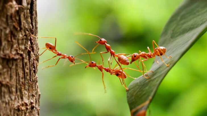 10 Ways Ants Mirror Human Codependency—and What We Can Learn