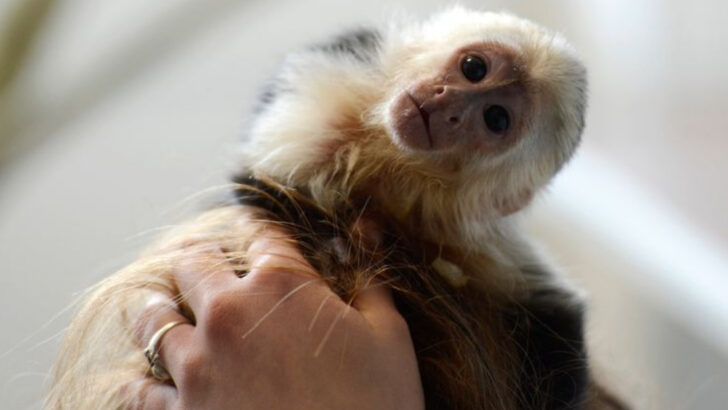 10 Wild Animals People Somehow Keep as Pets—And the Chaos That Follows