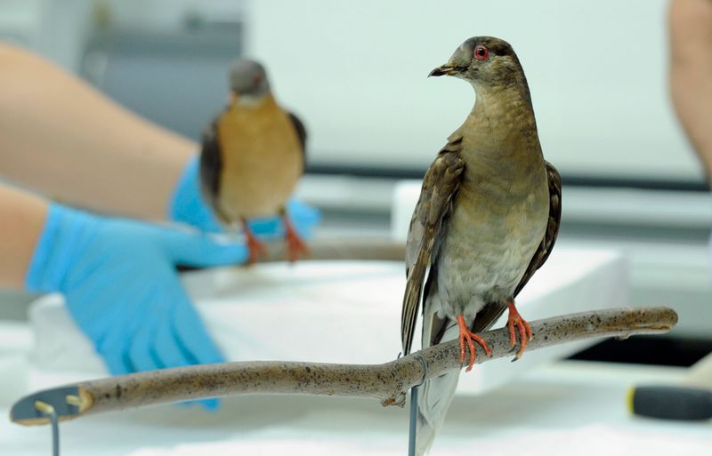 Passenger Pigeon