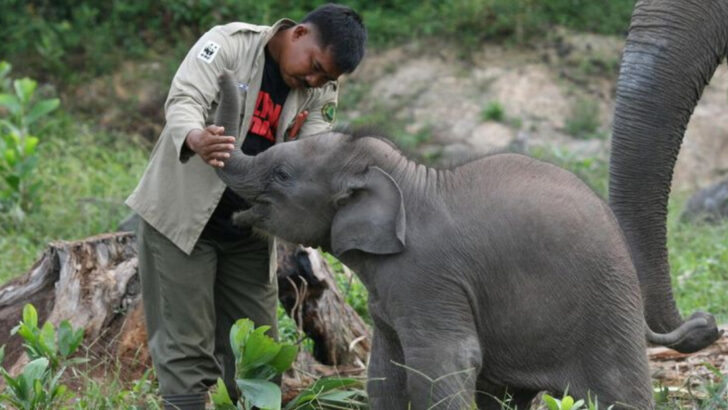 10 Wild Species Lost to Captivity—and 9 That Still Have a Fighting Chance