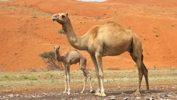 10 Wild Survivors Built for the Sahara’s Brutal Heat
