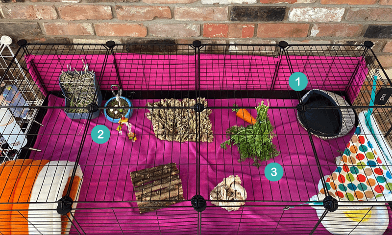 11. Environmental Enrichment Is Crucial