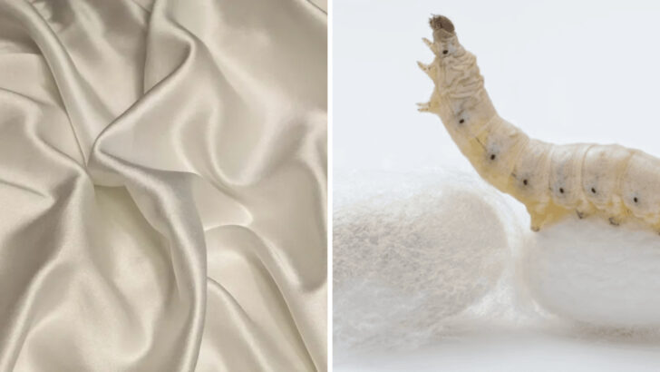 11 Amazing Truths About Silk and the Insects Behind Its Shine