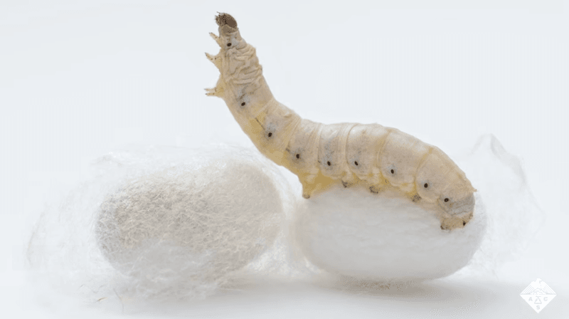 The Silkworm's Secret