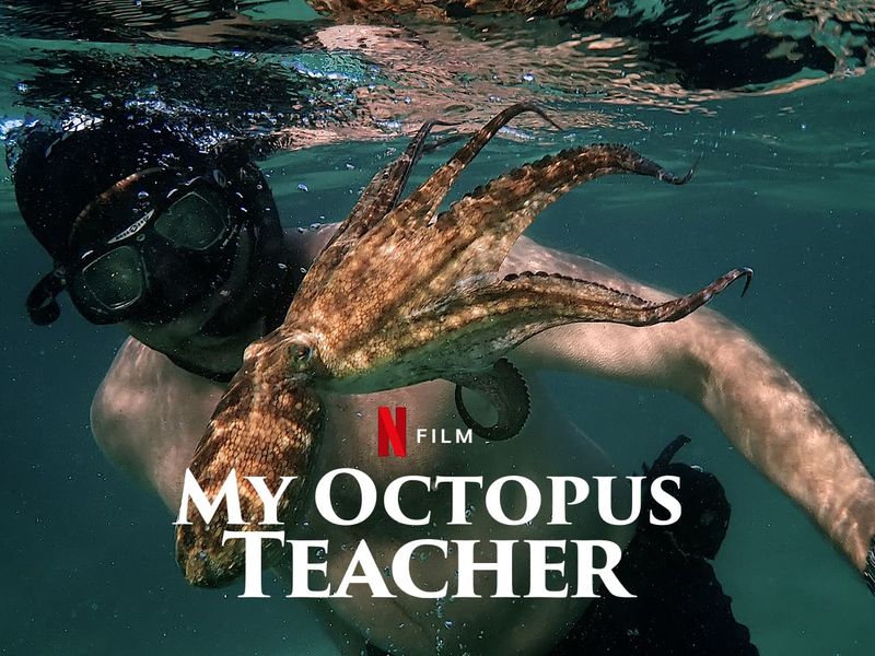 My Octopus Teacher