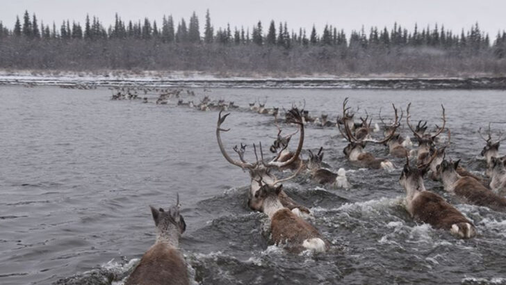 11 Animals That Disappear in Summer—And Where They Actually Go