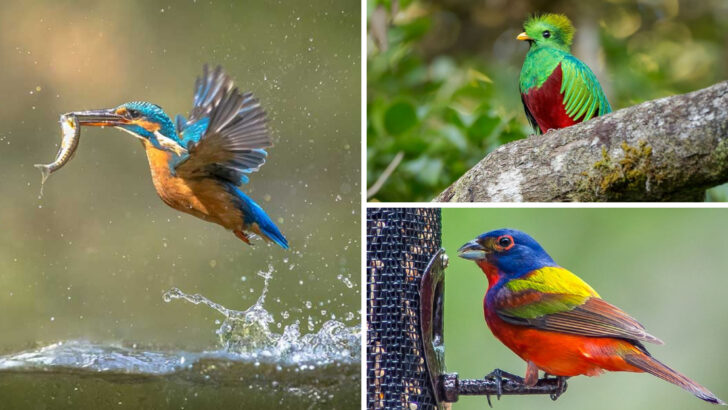 11 Birds With Breathtaking Plumage—and 4 Whose Colors Fade Fast