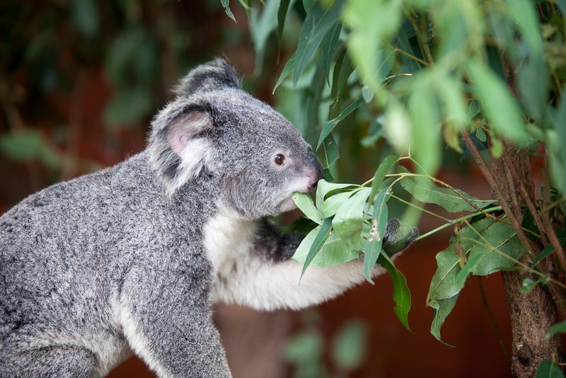 Eucalyptus Diet