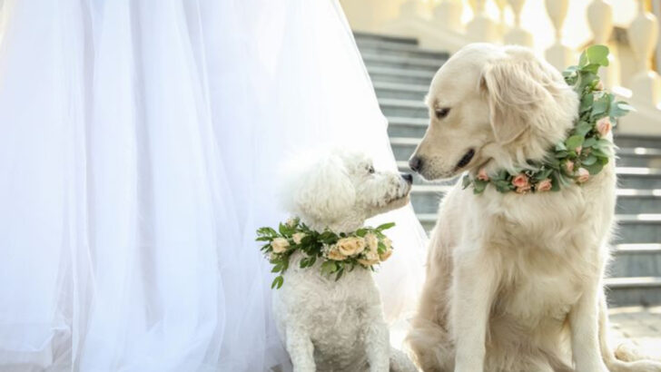 11 Creative Ways to Include Your Pets in Your Wedding Day