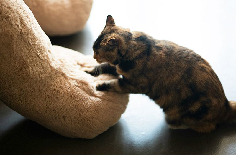 Cat Kneading
