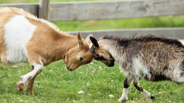 11 Cute Animal Behaviors You Love and 5 That Are Really a Red Flag