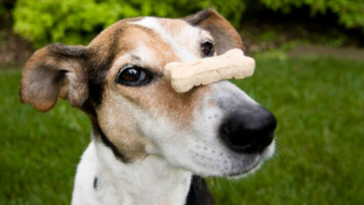 11 Dog Tricks That Impress Everyone and 7 More That Are Just as Fun