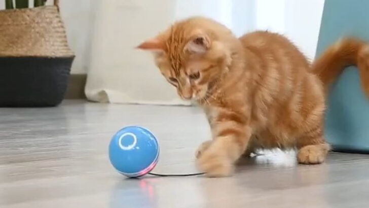 11 Essential Items to Make Your Cat’s Life Better (and 5 They Actually Hate)