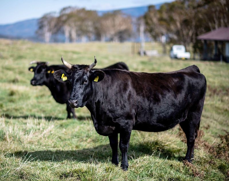 Wagyu Cattle
