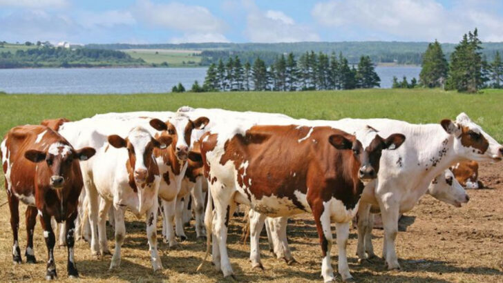 11 Farm Animals Worth More Than Gold