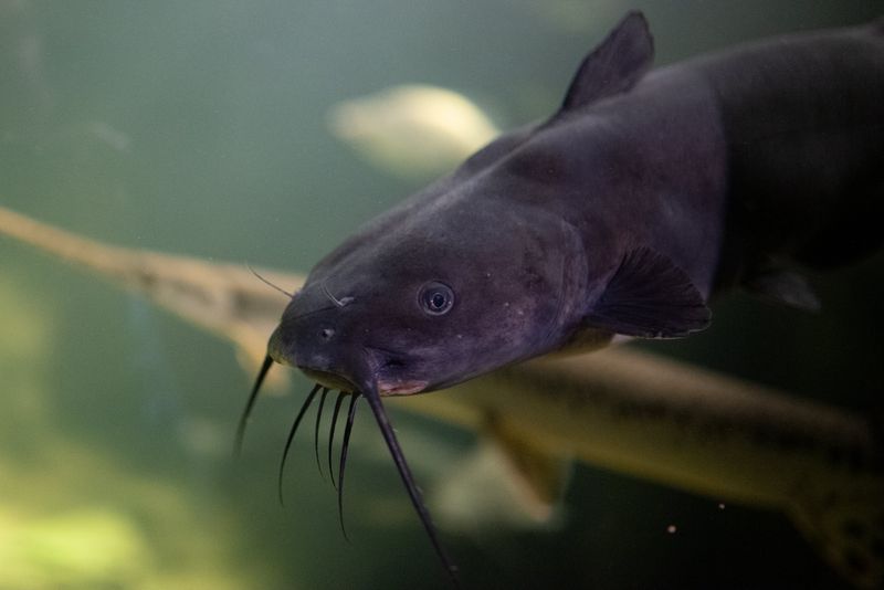 Channel Catfish