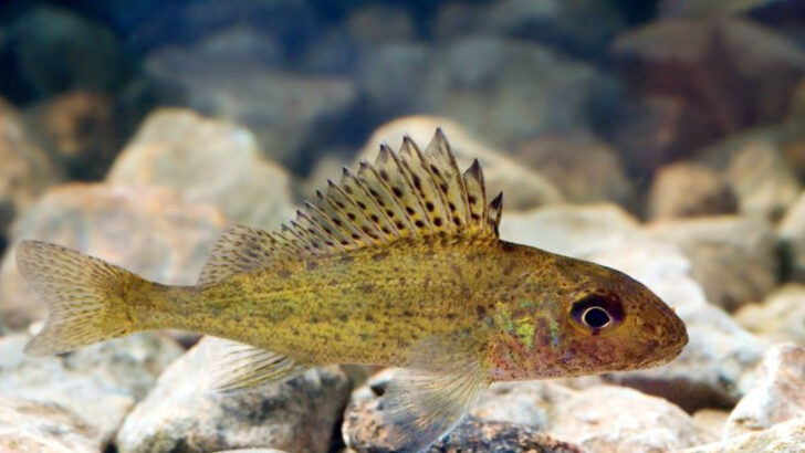11 Fish That Clean U.S. Waterways—And 7 Invasive Species That Make It Worse