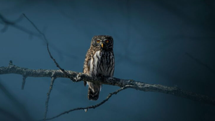 11 Incredible Animals That See Clearly in the Dark