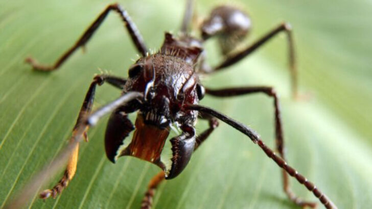 11 Incredible Facts About the Bullet Ant, Nature’s Most Painful Insect