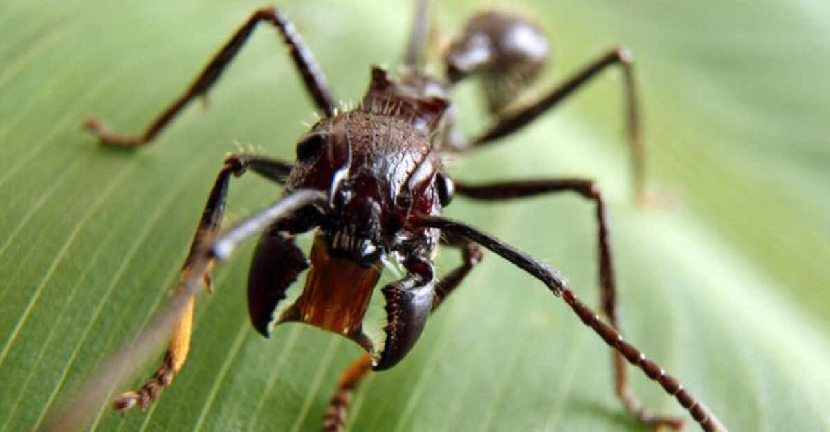 11 Incredible Facts About the Bullet Ant, Nature’s Most Painful Insect ...
