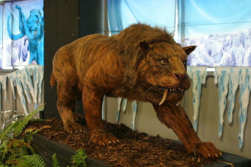Saber-Toothed Tiger