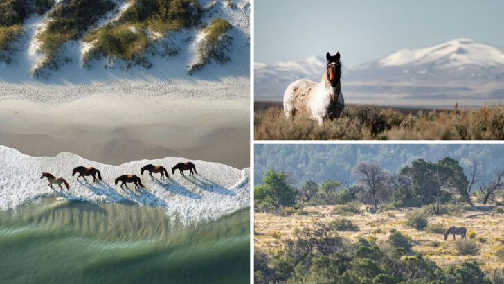 11 Magical Spots in the U.S. to See Wild Horses Roam Free