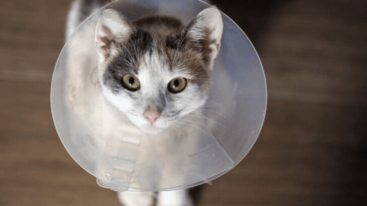 11 Proven Benefits of Spaying or Neutering Your Pet