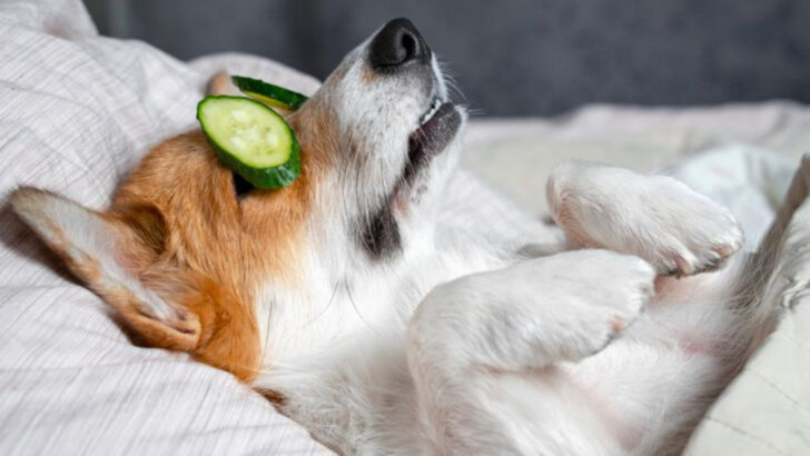 11 Proven Ways to Raise a Happy, Healthy Dog (Plus 9 Things to Avoid)