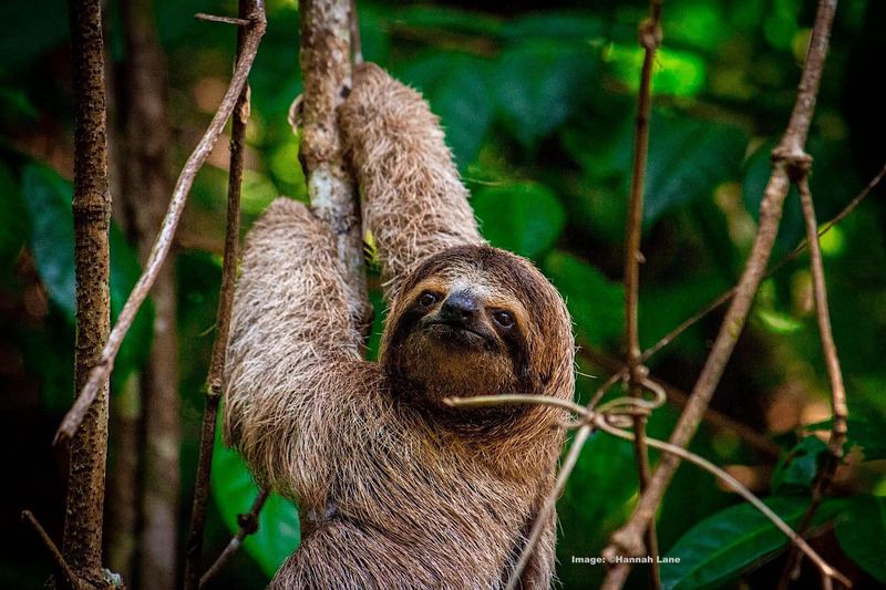 Effortless Tree Dwellers