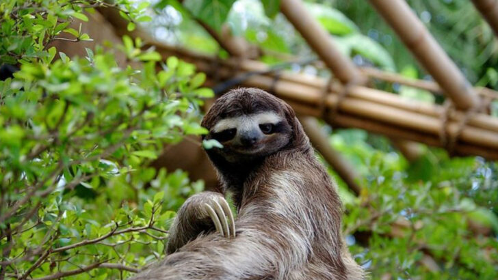 11 Reasons Sloths Are the Ultimate Slow-Living Icons