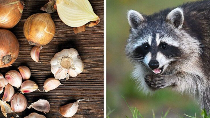 11 Scents That Will Keep Raccoons Out of Your Yard