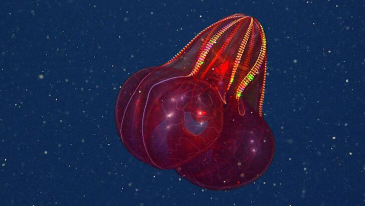 11 Sea Creatures That Can Withstand the Deep (And 3 That Thrive in Extremes)