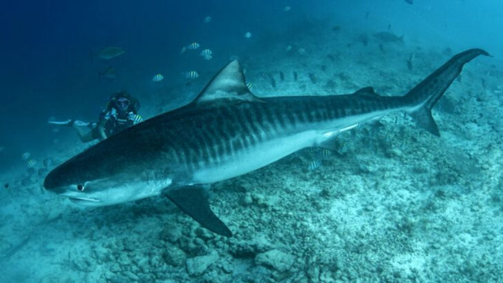 11 Shark Species That Are More Aggressive Than Great Whites