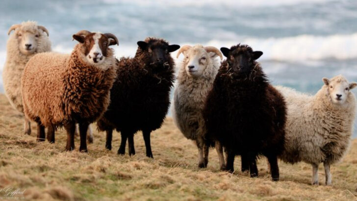 11 Sheep Breeds With Remarkable Wool and 4 That Are Just Plain Adorable