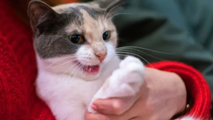 11 Unexpected Ways You’re Irritating Your Cat (And 5 More That Make It Worse)