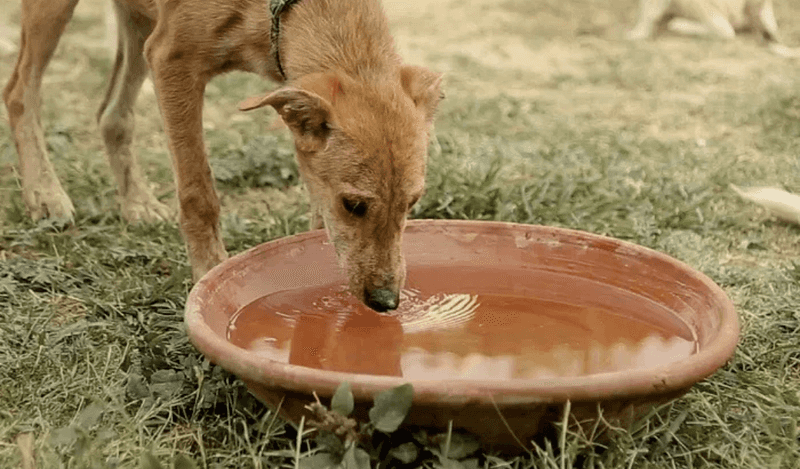Provide Fresh Water