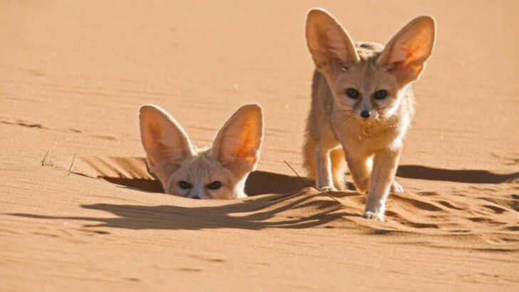11 Wild Animals That Beat the Heat in the Coolest Ways—and Where You Can See Them