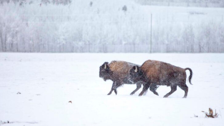 12 Animals That Can Survive Being Frozen—And Thaw Back to Life in Spring