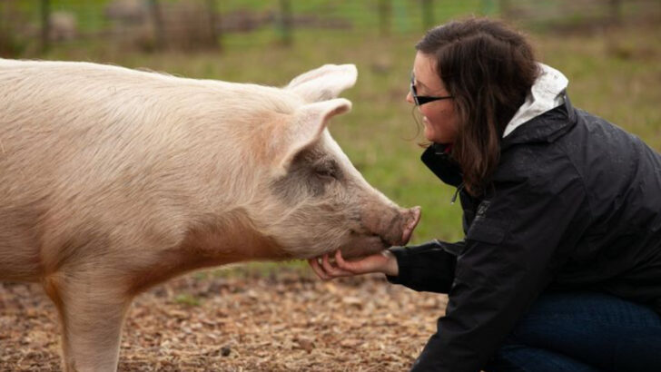 12 Animals That Enjoy Human Company—and 6 That Definitely Don’t
