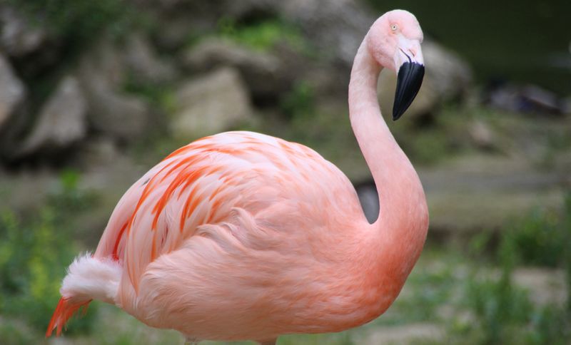 Pink Floyd & Flamingo 347 – Lesser flamingos